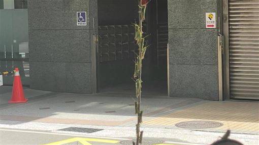 新北爆蝗蟲潮「10幾高樓也蹤跡」…農業局說話了：季節性生態現象 | 三立新聞網 | LINE TODAY