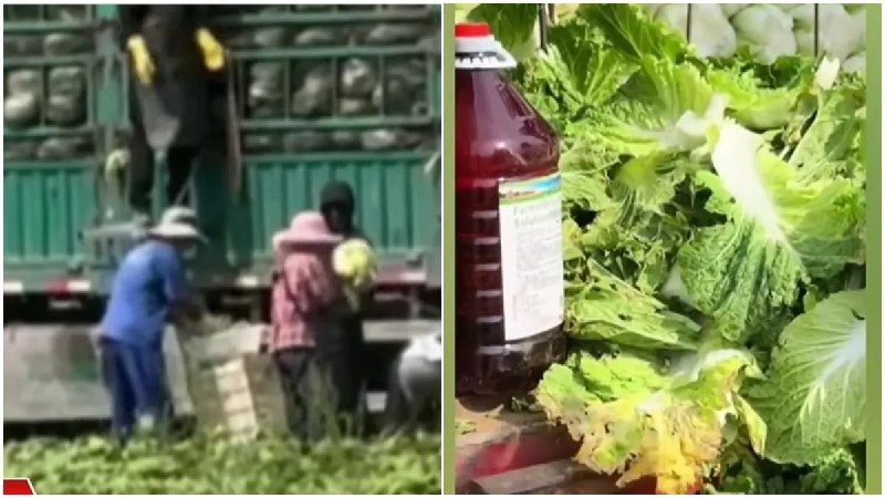 福馬林白菜、娃娃菜恐竄全台？甲醛低濃度聞不出來！吃下肚恐致癌