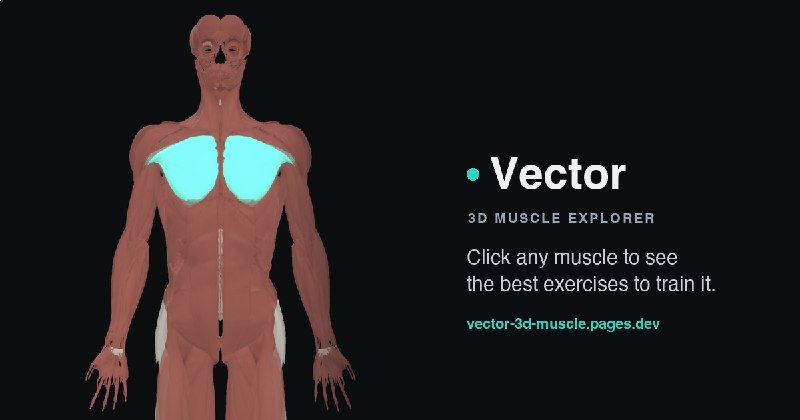 Vector · 3D Muscle Explorer