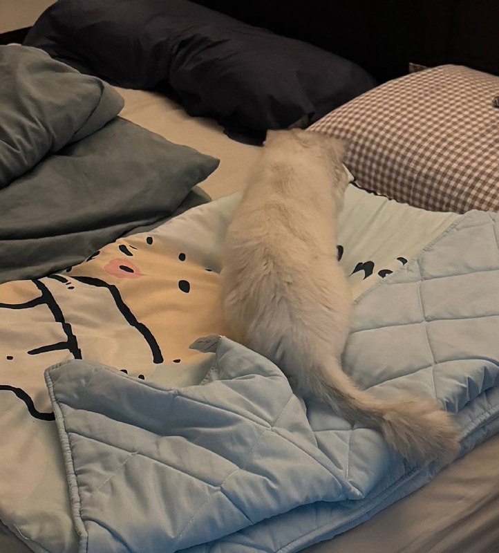 今天陪這隻貓做了健康檢查，他有個問題就是高血壓，但我自主感覺是在醫院特別容易緊張導致的，在家滿滿的鬆弛感，在醫院瘋狂發抖 🥶腎臟指數有維持，體重來到 2.82 公斤（ATH）希望可以持續變好到不用打點滴，或許是天方夜譚吧，但我仍然覺得有機會